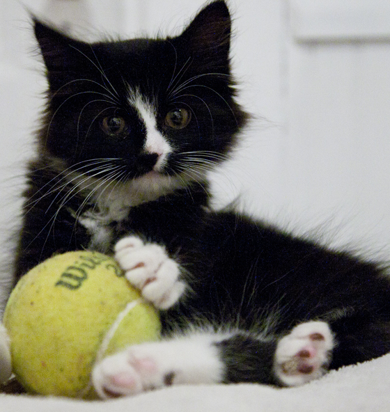 Bo with Tennis Ball