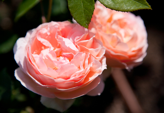 Peach Roses