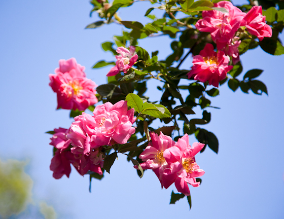 Pink Roses