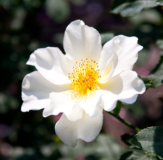 White Rose