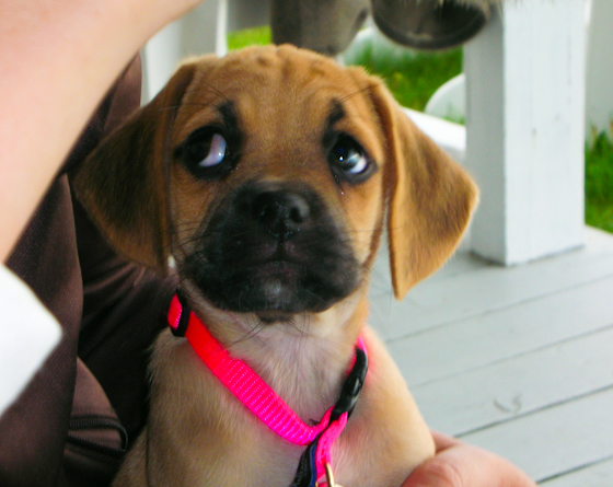 Honey 8 Weeks 2