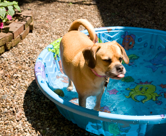 Honey in the Pool