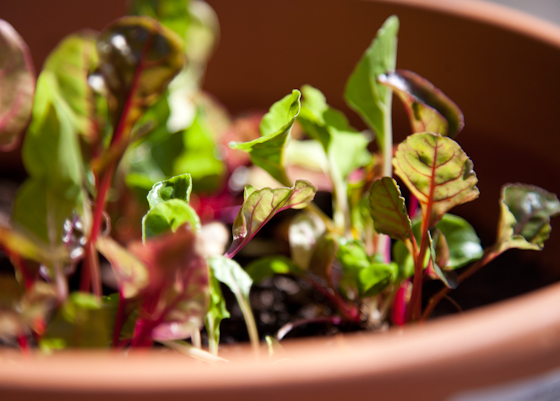 Baby Swiss Chard