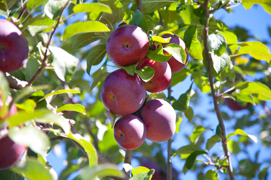 Empire Apples (I think?)