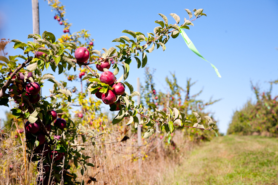 Apple Tree