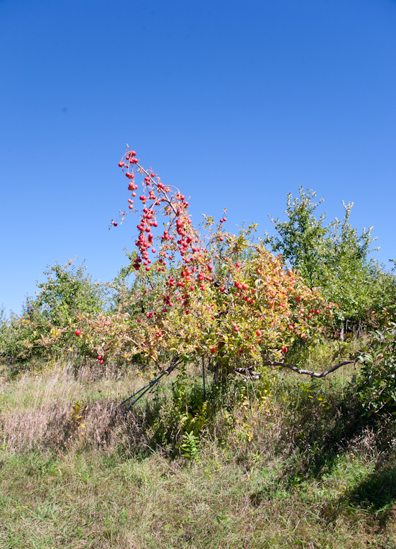 Apple Tree