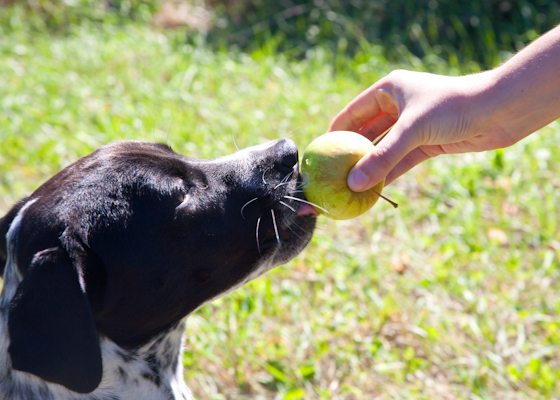 Olive Eats a Honeycrisp Apple