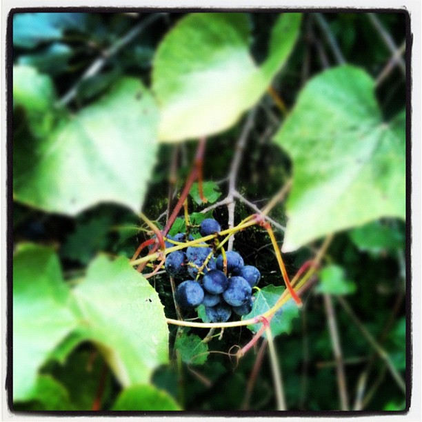 Wild grapes?