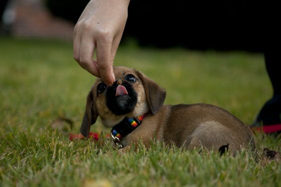 Barley Treat