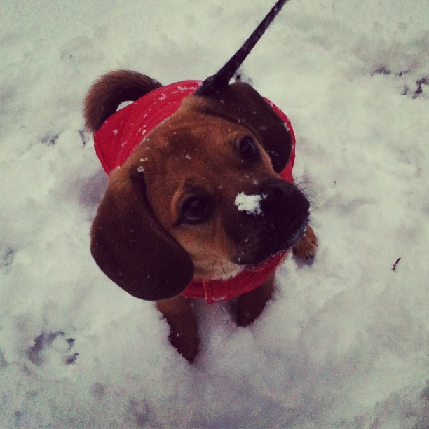 Barley in the Snow