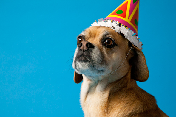 Is That a Puggle? Your Weekly Puggle Party // picklesnhoney.com