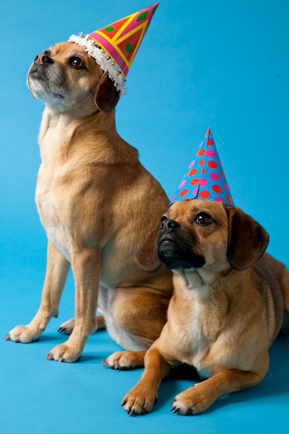 Is That a Puggle? Your Weekly Puggle Party // picklesnhoney.com