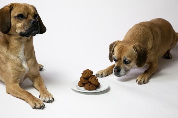 Peanut Butter Cinnamon Molasses Dog Treats (Vegan & Gluten-Free) | Is That a Puggle? | picklesnhoney.com