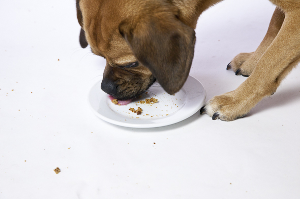 Peanut Butter Cinnamon Molasses Dog Treats (Vegan & Gluten-Free) | Is That a Puggle? | picklesnhoney.com