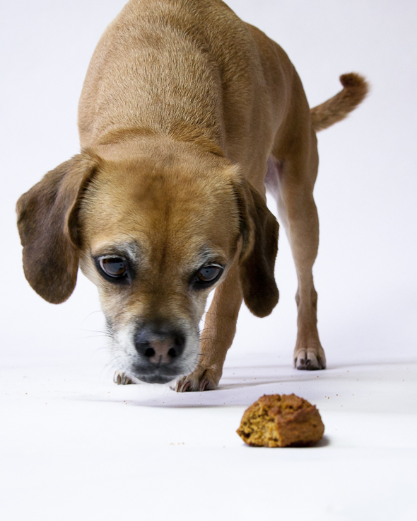 peanut butter and molasses dog treats