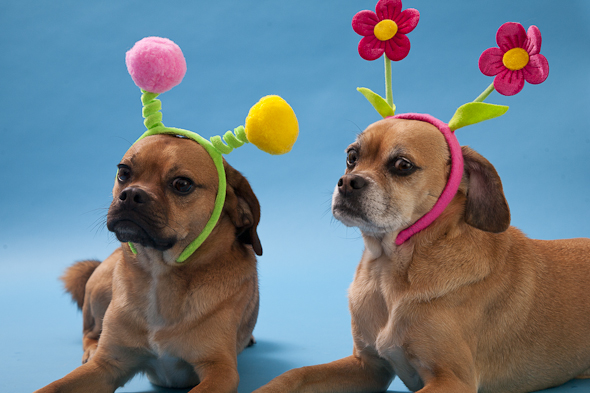 Is That a Puggle? Spring Edition! | picklesnhoney.com #isthatapuggle