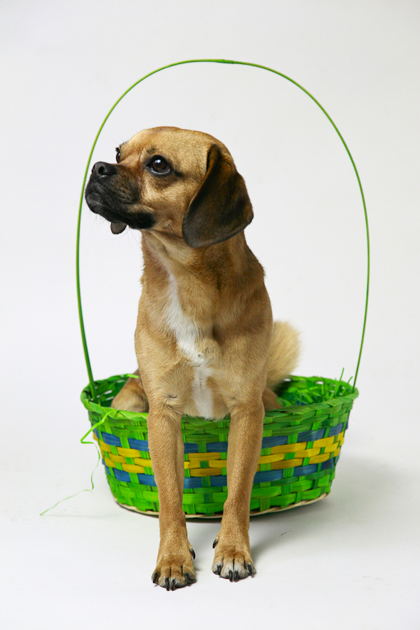 Is That a Puggle? Easter Edition | picklesnhoney.com #isthatapuggle