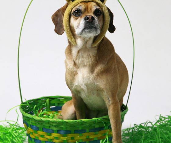 Is That a Puggle? Easter Edition | picklesnhoney.com #isthatapuggle