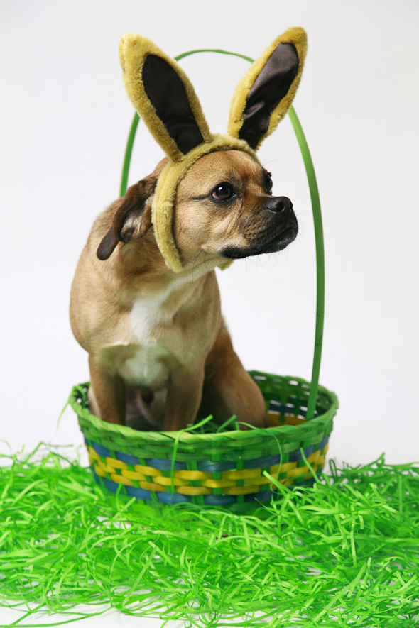 Is That a Puggle? Easter Edition | picklesnhoney.com #isthatapuggle