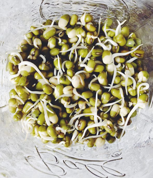 How to Sprout at Home: Mung Bean Sprouts | picklesnhoney.com