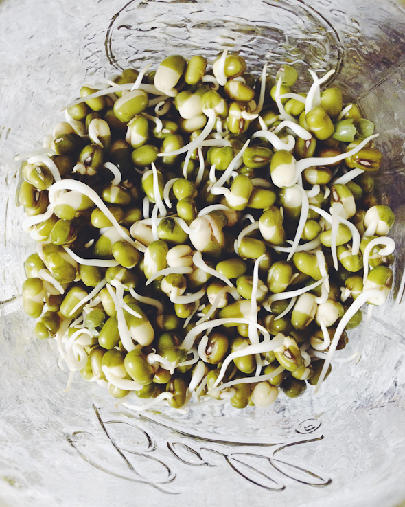 How to Sprout at Home: Mung Bean Sprouts | picklesnhoney.com