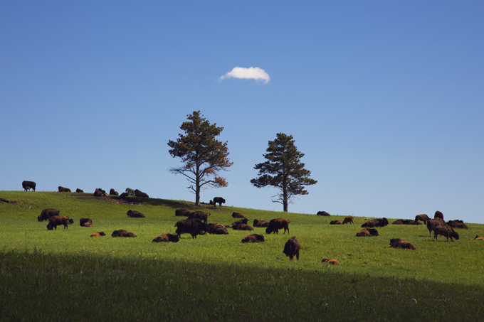 #PHroadtrip Week 4: The Black Hills, SD | picklesnhoney.com