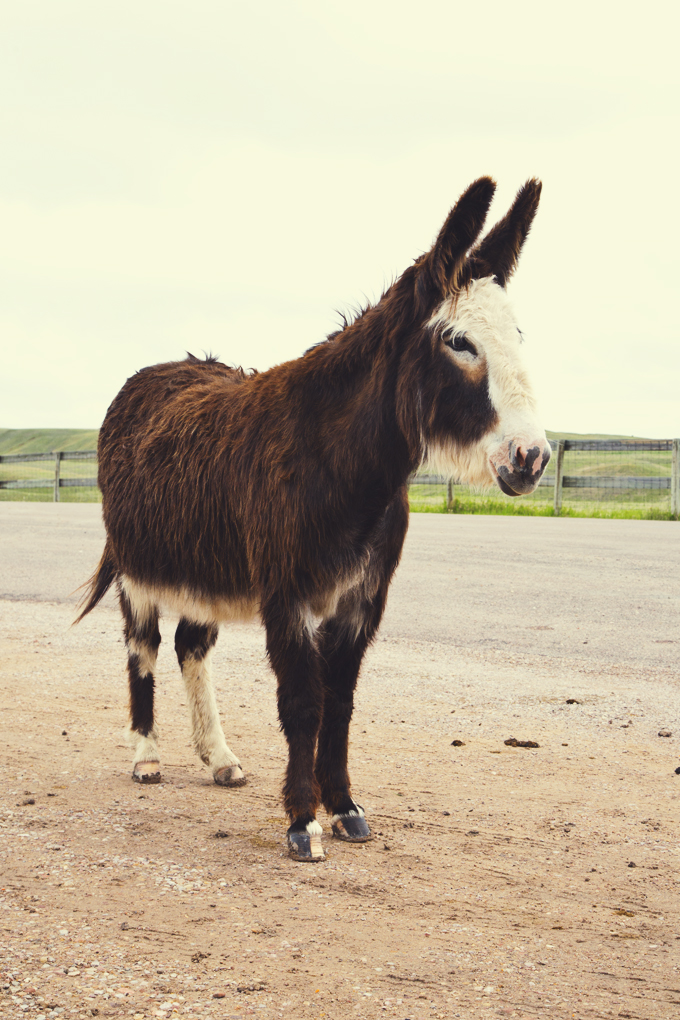 #PHroadtrip Week 4: The Black Hills, SD | picklesnhoney.com