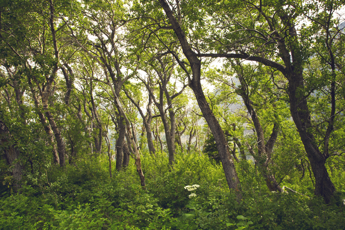 Glacier National Park, MT | picklesnhoney.com #PHroadtrip