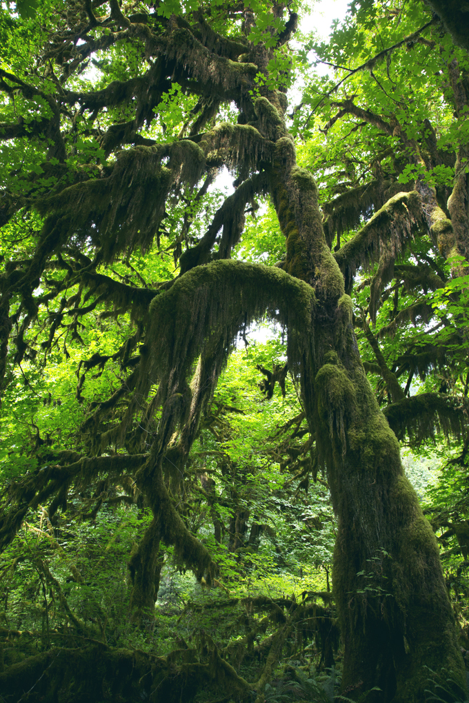 #PHroadtrip Week 9: Hoh Rainforest, WA | picklesnhoney.com