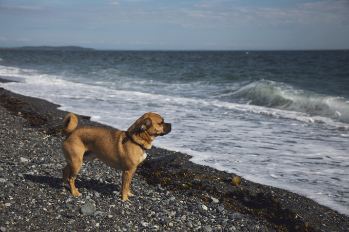 #PHroadtrip Week 9: San Juan Island, WA | picklesnhoney.com