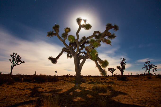 Joshua Tree National Park, CA | picklesnhoney.com #PHroadtrip #roadtrip #travel