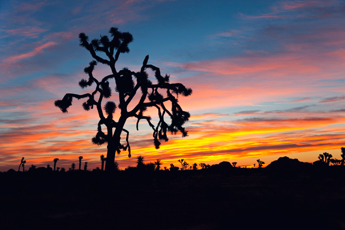 Joshua Tree National Park, CA | picklesnhoney.com #PHroadtrip #roadtrip #travel