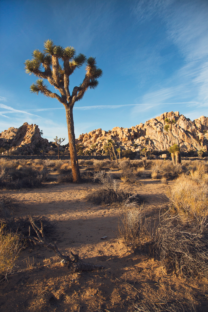 Joshua Tree National Park, CA | picklesnhoney.com #PHroadtrip #roadtrip #travel