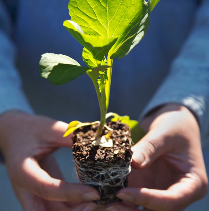 My vegetable garden beginnings + a Giveaway! | picklesnhoney.com