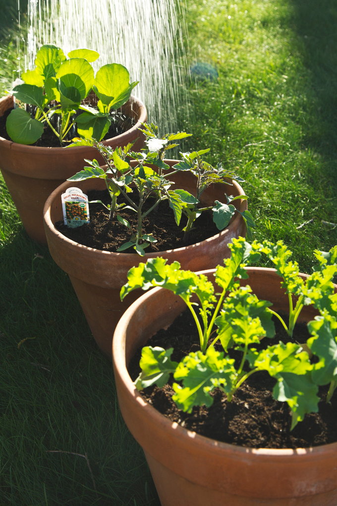My vegetable garden beginnings + a Giveaway! | picklesnhoney.com