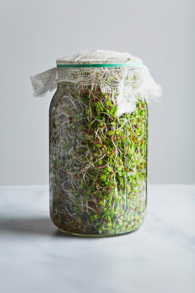 Growing Broccoli Sprouts In Mason Jar - Broccoli Walls